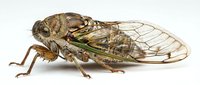 Cicada insect with detailed wings and brown patterned body isolated on white background, suitable for educational materials, nature illustrations, and entomology designs.