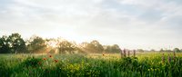 Green meadow with wildflowers at golden hour sunset. Rural countryside landscape with wooden fence and trees in background for nature concepts.