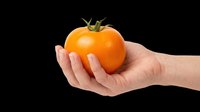 Hand holding a ripe orange tomato, isolated on transparent background. Ready for stickers, print on demand, T-shirt design, clipart, and sublimation projects.