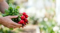 Farmer holding fresh red radishes with green leaves in hands at harvest time in vegetable garden or farm.