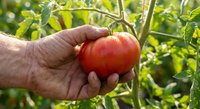 Hand holding fresh ripe red tomato in garden with green plants. Organic farming, harvest time, homegrown vegetables for healthy eating and cooking.