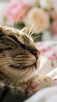 Tabby cat sleeping peacefully among soft pink roses with whiskers and fur details visible in warm natural light for pet photography and home decor projects.