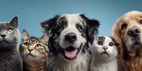 Group of adorable pets including cats and dogs looking at camera against blue background for veterinary care and animal adoption concepts.