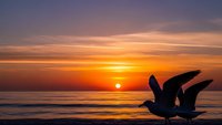 Seagull silhouette against vibrant orange sunset over ocean waves. Dramatic sky with golden clouds reflects on water surface creating peaceful coastal scene.