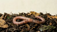Earthworm crawling through rich dark soil and decomposing leaves in natural garden environment for composting and organic farming applications.