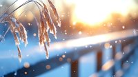 Frozen reeds covered in snow against blurred winter landscape background with golden sunset light and falling snowflakes creating magical atmosphere.