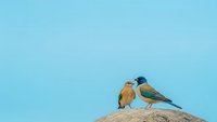 Two small colorful birds perched together on rock against bright blue sky background with copy space for nature and wildlife designs.