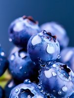 Fresh ripe blueberries with water drops in macro view on blue background, showing detailed texture and natural moisture of organic berries.