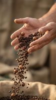 Male hands pouring roasted coffee beans into burlap sack, showcasing artisan coffee production and quality control in warm natural lighting.