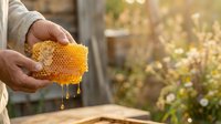 Beekeeper holding fresh honeycomb with dripping golden honey, showcasing natural apiary harvest and beekeeping craft for agricultural and food production content.