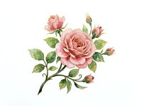 Pink roses with buds and green leaves on branch, isolated on white background. Suitable for wedding invitations, greeting cards, floral designs, and botanical illustrations.