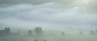 Misty morning landscape with fog rolling over green fields and scattered trees under dramatic cloudy sky creating peaceful rural atmosphere.
