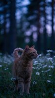 Orange tabby cat sniffing white daisies in forest clearing during twilight hour with soft bokeh background for nature and pet photography concepts.