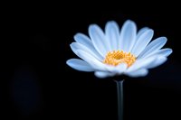 Single white daisy with yellow center against dark background, soft focus macro photography highlighting delicate petals and natural floral details.