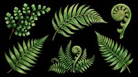 Botanical fern leaves and fronds isolated on transparent background. Ready for clipart, t-shirt design, stickers, sublimation, print-on-demand products and digital crafts.