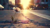 Single daisy growing through crack in urban sidewalk at sunset, with soft golden sunlight and bokeh creating hopeful atmosphere. Represents resilience and growth.