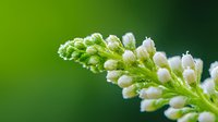 White grape-like flower buds on green stem against blurred natural background, macro photography showing delicate spring botanical details in soft light.