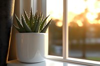 Small succulent plant in white ceramic pot on windowsill with warm golden sunset light streaming through window creating cozy home atmosphere.