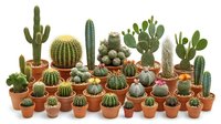 Collection of diverse cacti and succulents in terracotta pots arranged on white background, featuring various species for home decor and gardening projects.