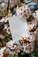 Blank white card among delicate cherry blossoms, creating natural frame for spring wedding invitation, announcement or greeting card design.