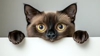 Curious Siamese cat with bright yellow eyes peeking over white edge, showing paws and face only. Playful feline portrait against neutral background.