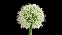 Spherical allium flower head with delicate white and pale green blooms radiating from central stem, isolated on transparent background. Ready for design use on t-shirts, clipart, stickers, print-on-demand products, and sublimation projects.
