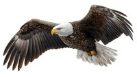 Majestic bald eagle in flight with wings fully extended, displaying detailed feather texture and distinctive white head against dark brown plumage.