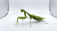 Green praying mantis insect isolated on white background, ready for design use on merchandise, educational materials, and digital projects.