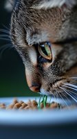 Extreme close-up of cat's golden eye and face while eating dry food from bowl. Macro photography shows detailed fur texture and whiskers in sharp focus.