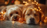 Adorable Yorkshire terrier and Golden Retriever dogs lying together surrounded by warm glowing Christmas lights and orange ornaments in cozy holiday setting.