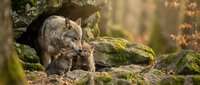 Young gray wolf cub exploring moss-covered rocks in forest habitat, wildlife photography for nature documentaries and educational materials.