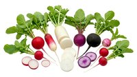 Colorful variety of fresh radishes with green tops, including red, white, purple and black, isolated on white background.