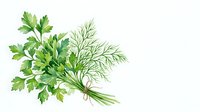 Watercolor bunch of fresh parsley and dill tied with twine, painted in soft green tones on a white background for culinary design.
