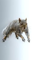 Gray squirrel leaping mid-air on a light background, isolated wildlife shot capturing dynamic motion and sharp fur detail.
