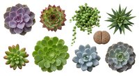 Collection of diverse succulent plants in various shapes and colors isolated on white background for gardening and home decor projects.