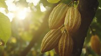 Fresh cacao pods growing on tree branch in sunlight, natural organic chocolate production background showing raw cocoa fruits in tropical plantation.