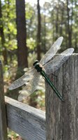 Green dragonfly with transparent wings perched on weathered wooden fence post in sunlit forest with blurred trees creating natural bokeh background.