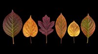 Autumn leaves in various shades of red, orange, and yellow isolated on transparent background. Ready for t-shirt designs, clipart, stickers, sublimation, and print-on-demand projects.