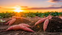 Fresh sweet potatoes harvested from organic farm field during golden sunset with warm sunlight creating dramatic agricultural scene for healthy food concepts.