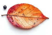 Vibrant autumn leaf displaying gradient colors from deep red to golden orange, with detailed vein patterns and natural texture, isolated on white background.