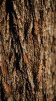 Detailed close-up of natural tree bark texture showing rough weathered surface with deep grooves and organic patterns for nature backgrounds.