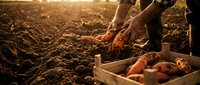 Farmer harvesting fresh sweet potatoes from rich soil at sunset, placing them into a wooden crate in an agricultural field.