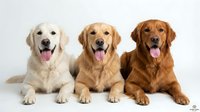 Three golden retriever dogs sitting together with tongues out on white background, purebred canines in light to dark coat variations for pet care designs.