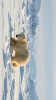 Polar bear cub playing in snowy Arctic landscape with ice formations and mountain backdrop during golden hour sunlight creating warm wildlife scene.