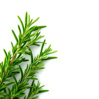 Fresh rosemary sprigs isolated on white background with copy space for culinary, cooking, and herb-themed designs.