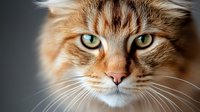 Fluffy orange tabby cat with striking green eyes and long whiskers looking directly at camera against blurred background for pet photography projects.