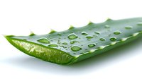 Fresh aloe vera leaf segment with water drops on green succulent surface, natural organic skincare ingredient on white background.