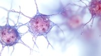Microscopic view of neurons in soft pink and blue tones showing neural connections and synapses. Medical science visualization for educational and research purposes.