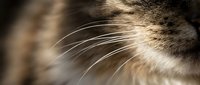 Close-up macro shot of a tabby cat muzzle with long white whiskers, soft fur texture, and warm natural light on dark background.