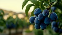 Fresh ripe blue plums hanging on tree branch with green leaves against blurred natural background in evening sunlight, organic farming produce.